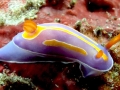 Nudibranch