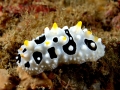Nudibranch
