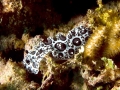 Nudibranch