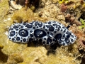 Nudibranch