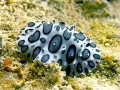 Nudibranch