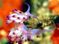 Nudibranch
