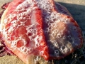 Nudibranch