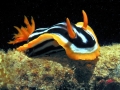 Nudibranch