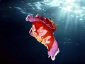 Nudibranch