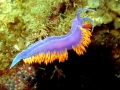 Nudibranch