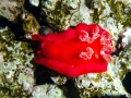 Nudibranch