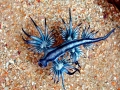 Nudibranch