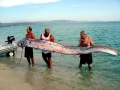 Oarfish
