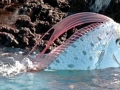 Oarfish