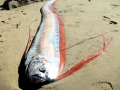 Oarfish