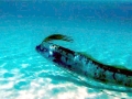 Oarfish