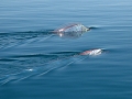 Oarfish