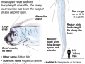 Oarfish