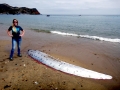 Oarfish