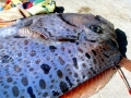 Oarfish