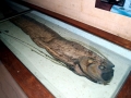 Oarfish