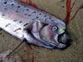 Oarfish
