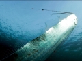 Oarfish