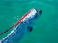 Oarfish
