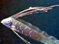 Oarfish