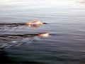 Oarfish