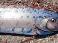 Oarfish