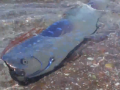 Oarfish