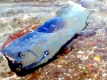 Oarfish