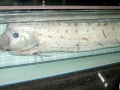 Oarfish