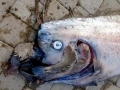 Oarfish
