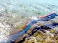 Oarfish