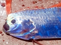 Oarfish