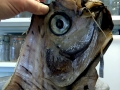 Oarfish