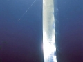 Oarfish