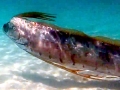 Oarfish