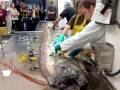 Oarfish