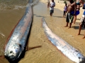 Oarfish