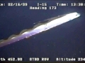 Oarfish