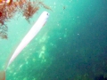 Oarfish