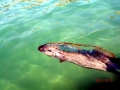 Oarfish