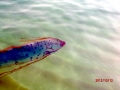 Oarfish