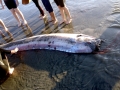 Oarfish