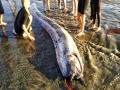 Oarfish