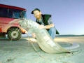 Oarfish