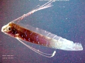 Oarfish