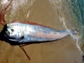 Oarfish