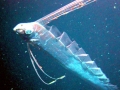 Oarfish