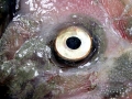 Oarfish