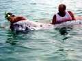 Oarfish